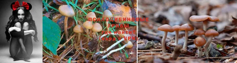 Галлюциногенные грибы Cubensis Омск